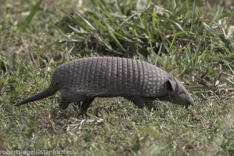 armadillo